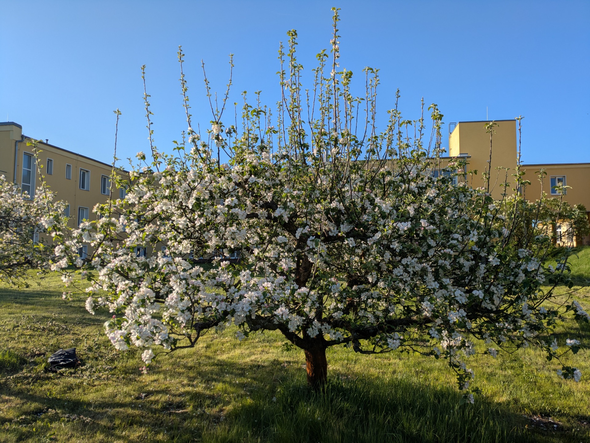 Před řezem: zanedbaná a přehuštěná nízká jabloň