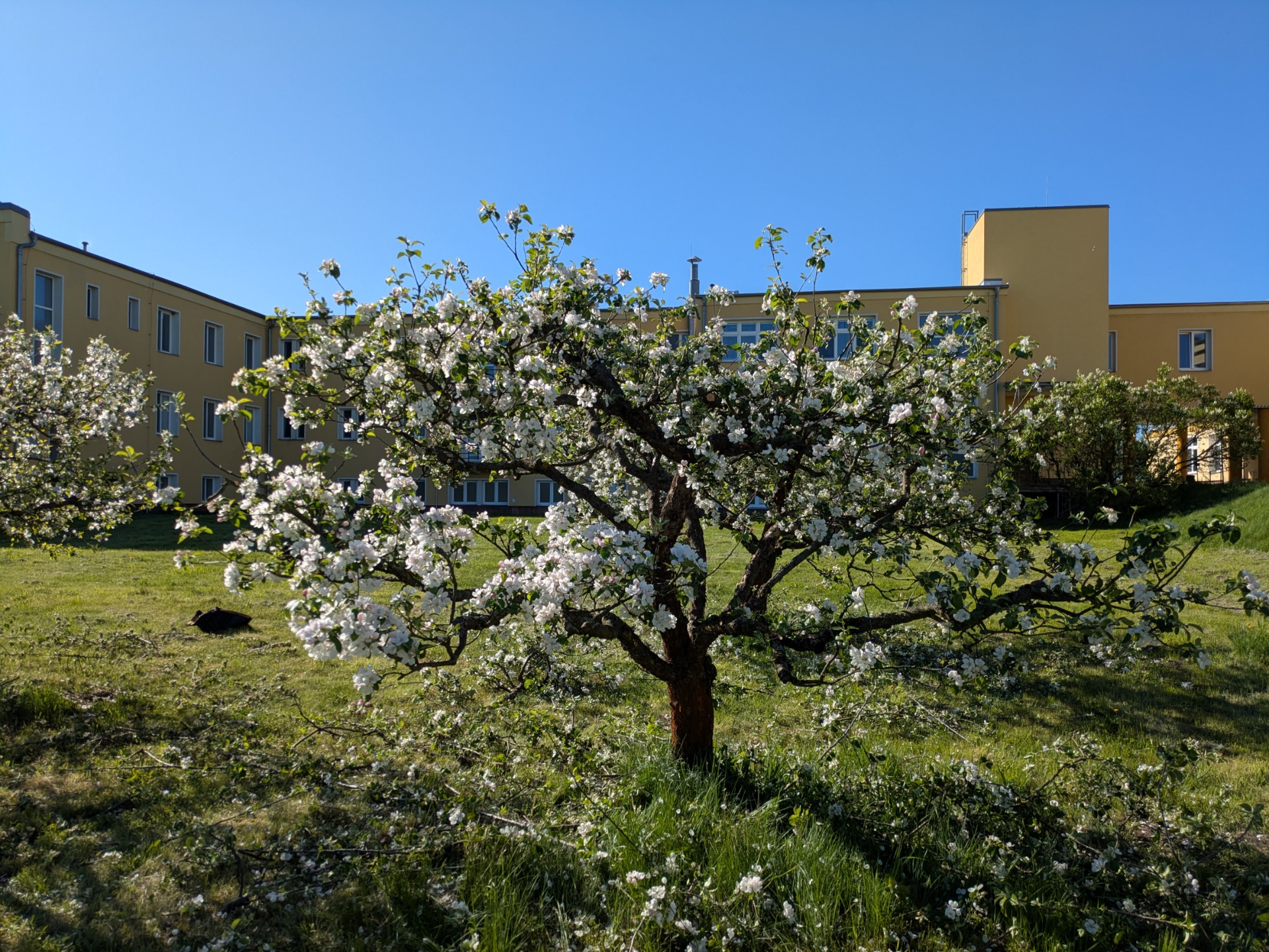 Po řezu: citlivé snížení koruny, prosvětlení a ozdravení stromu