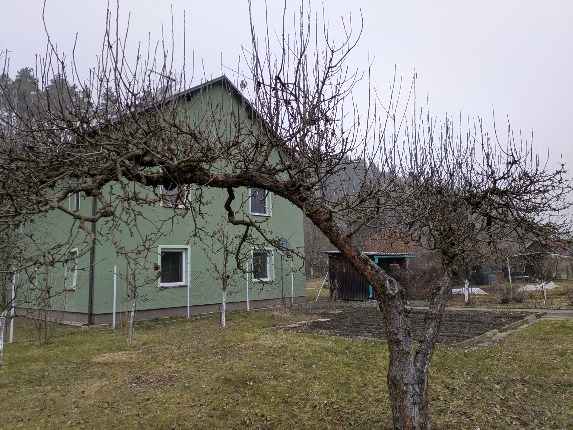 Před řezem: převislá jabloň po dvou letech zanedbání řezu s množstvím vlků