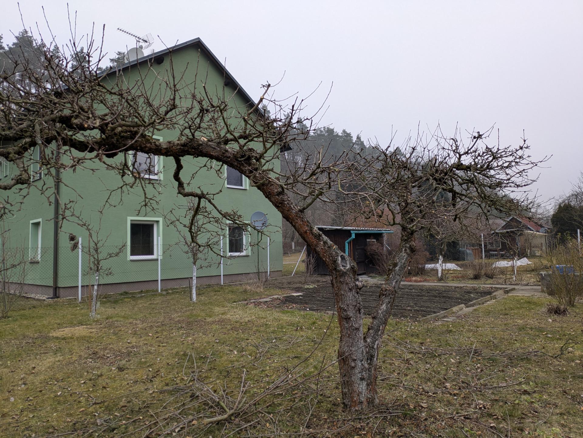 Po řezu: odstranění nežádoucích výhonů a výběr perspektivních přírůstků