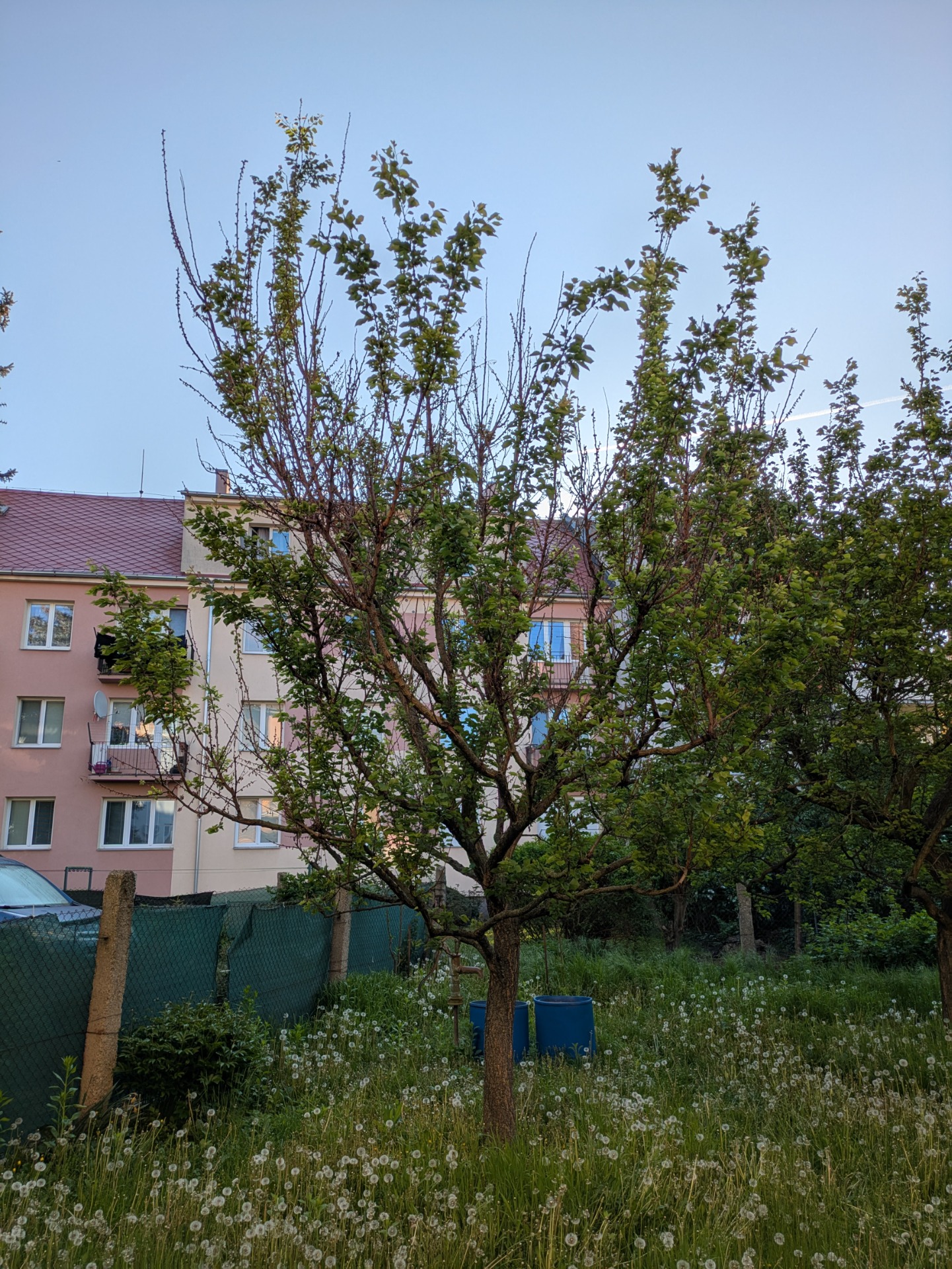 Před řezem: Mladá zanedbaná bujná meruňka po monilinovém úžehu