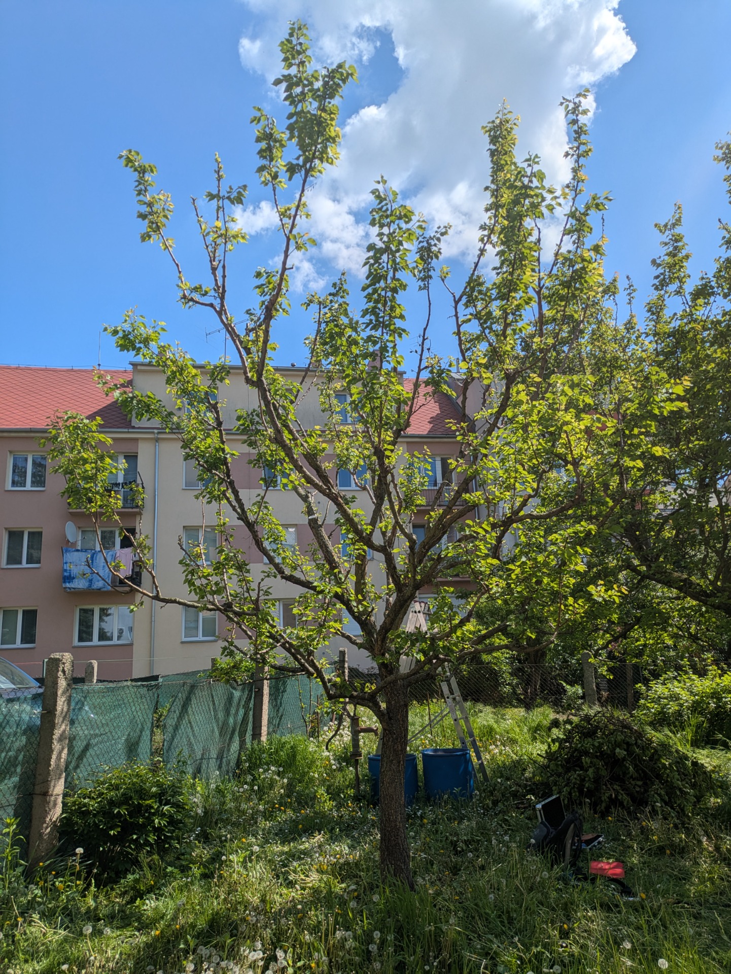 Po řezu: odranění odumřelých a napadených větví a celkový zdravotní řez